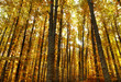© MIGUEL GARCIA SAAVED - autumn deep forest