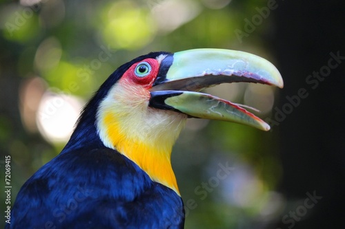 tukan-w-brazylii-ramphastos-dicolorus-tukan-zapowiadany-na-zielono