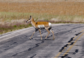 antelope crossing the road