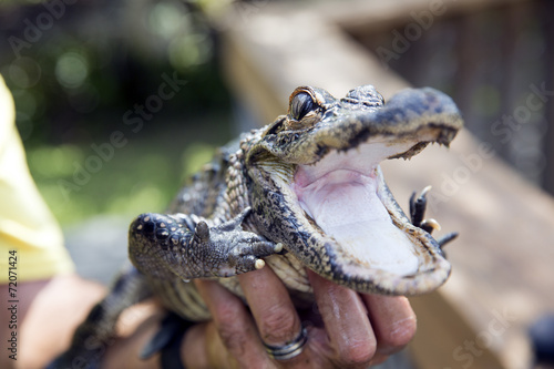 Cute Baby Alligator Being Held Everglades In Florida Buy This Cute Baby Alligator Being Held Everglades In Florida Buy This