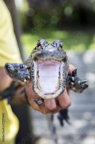 Cute Baby Alligator Mouth Wide Open Everglades Florida Buy Cute Baby Alligator Mouth Wide Open Everglades Florida Buy