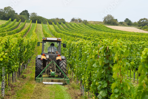 Fotografía Weinbauer arbeitet mit Traktor im Weingarten