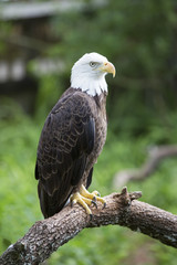 Wall Mural - Bald headed eagle sat on perch amongst nature.