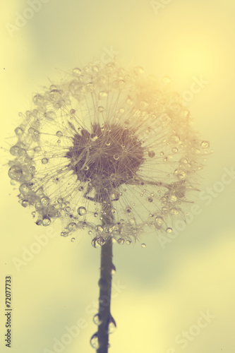 Board z aluminiowym obramowaniem Mokry dandelion