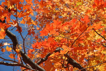 maple tree in fall