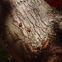 two ladybugs on tree trunk