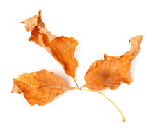 Dried Yellowed Autumn Leaf