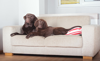 two dogs on a sofa