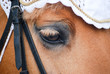 Eye of pony