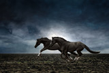 Fototapeta Konie - Two black horses