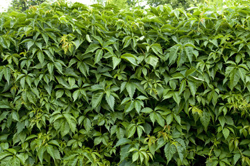 Naklejka na meble Natural background from climbing plants