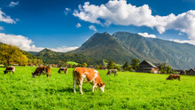 Herd Of Cows Grazing In Alps