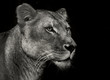 arrogant lioness