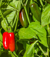 Wall Mural - Red and green Jalapeno peppers