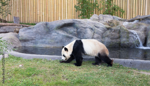 Obraz na płótnie canvas trzyczęściowy "tryptyk" Panda wielka