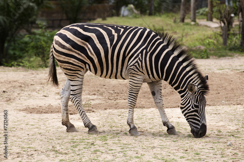 Plakat na papierze fotorealistycznym Afrykańska zebra