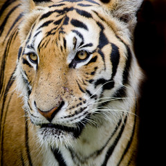 Fototapete - Tiger