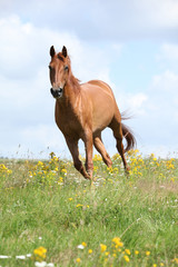 Obraz na płótnie zwierzę ssak koń grzywa