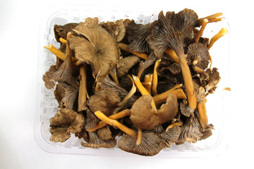 Sticker - chanterelles grises