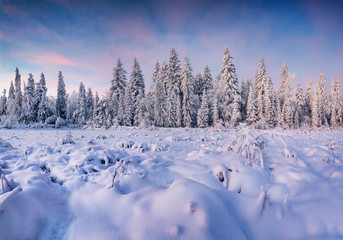 Beautiful winter landscape in the mountain forest. Sunrise