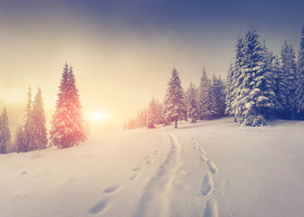 Fototapete - Foggy winter morning in the mountains