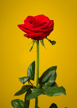 One Red Rose On Yellow Background