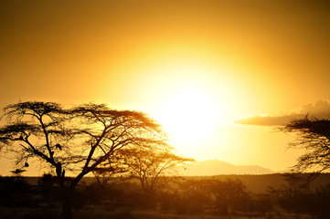 Wall Mural - Sunset in the African savannah