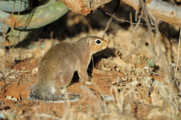 Wall Mural - Dwarf mongoose