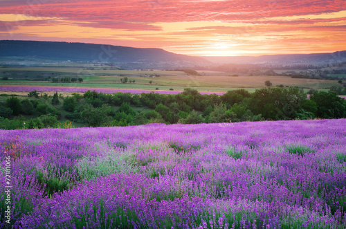 Nowoczesny obraz na płótnie Meadow of lavender