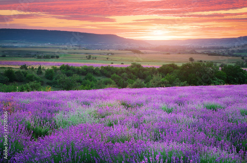 Naklejka na drzwi Meadow of lavender