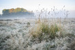 Beautiful Autumn Fall foggy dawn landscape over frost covered fi