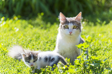 The cat is playing with a kitten on  green grass