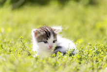 The Colorful Kitten Goes In  Green Grass