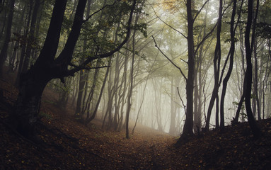Wall Mural - road through dark forest in autumn