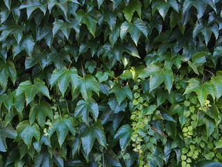 Wall Mural - ivy background