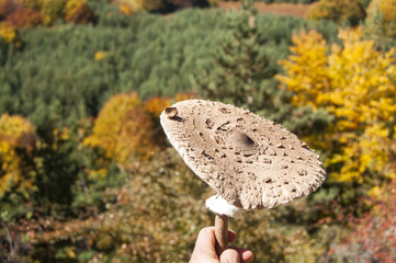 Sticker - Parasol mushroom Macrolepiota procera on autumn background