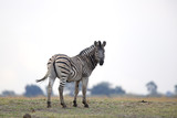 Fototapeta  - Wild zebra in the horizon