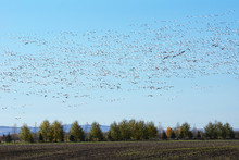 Large Group Of Flying Snow Geese