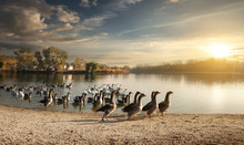 Flock Of Geese