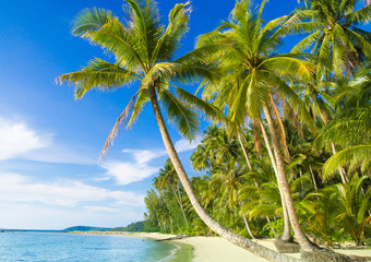  Beautiful Beach Palm Panorama
