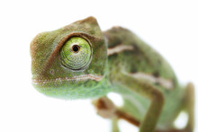 Beautiful Baby Chameleon As Exotic Pet, Narrow Focus On Eyes