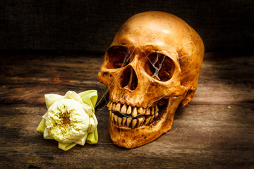 Still life with a skull human.