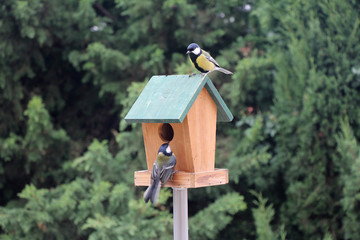 Birds Booths feeding