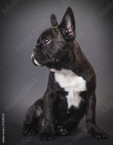 Obraz na płótnie canvas dwuczęściowy "dyptyk" Dog pppy french bulldog