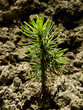 tiny fir tree grown from seed