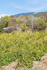 Wall Mural - vineyard in Massandra region of Crimea