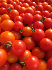 Canvas Print - Ripe cherry tomatoes cultivated in the garden