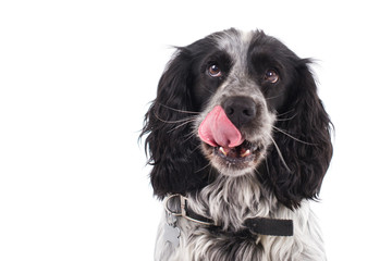 Spaniel licking his lips.