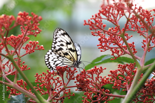 Fototapeta na wymiar Large Tree Nymphs butterfly and flowers