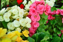 Colorful Of Begonia Flowers